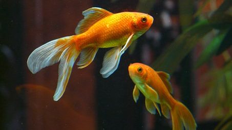 金魚のおすすめ種類 手軽に飼育できる金魚と水槽のお手入れ方法 熱帯魚の宝箱
