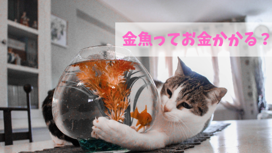 金魚の飼育ブログ【5年育てた経験から必要費用を解説】